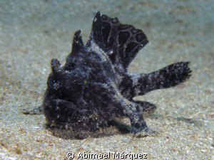 Triated Frogfish #6, I see six frogfish in one diving by Abimael Márquez 